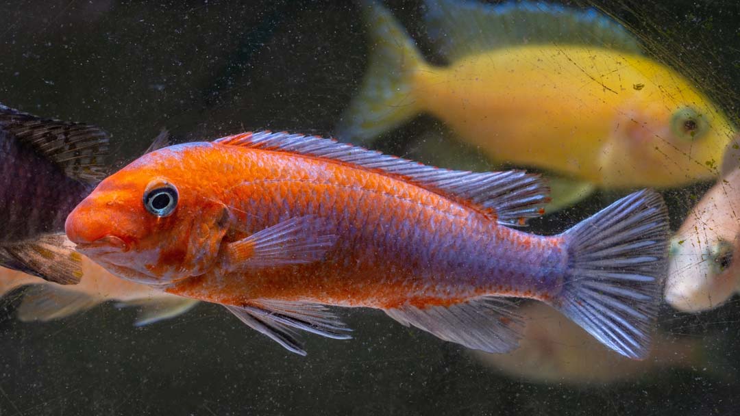 Chilumba Schabemaulbrüter ROT - Labeotropheus trewavasae chilumba