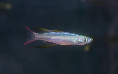 Filigran Regenbogenfisch – Iriatherina werneri