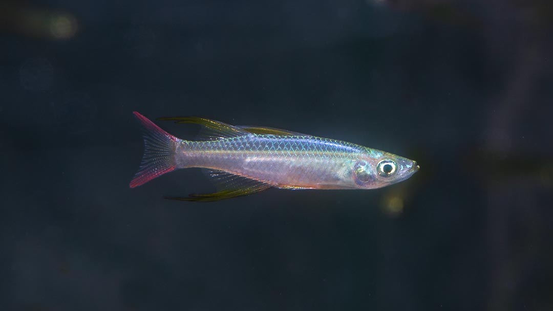 Filigran Regenbogenfisch - Iriatherina werneri