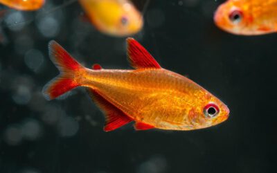 Roter Cherry Salmler – Hyphessobrycon spec. Muzel Red Cherry