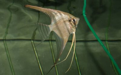 Altum Skalar – Pterophyllum altum