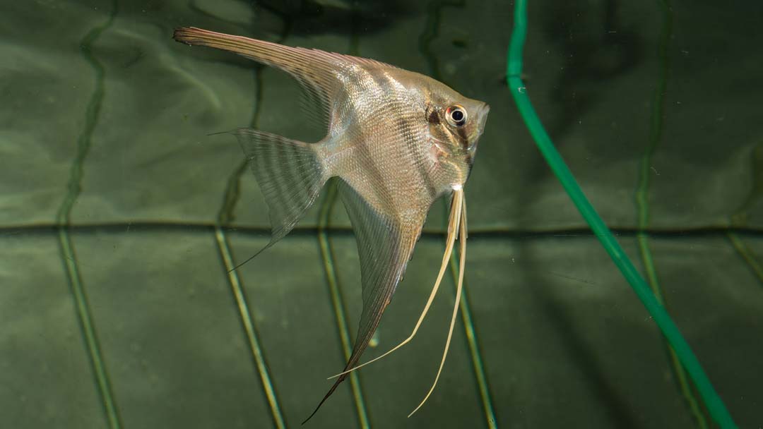 Altum Skalar - Pterophyllum altum