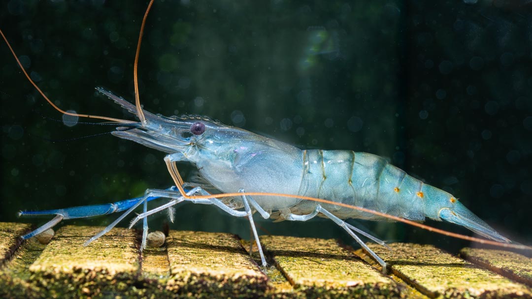 Rosenberggarnele - Macrobrachium rosenbergii