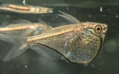 Zwerg Glasbeilbauchfisch – Carnegiella myersi
