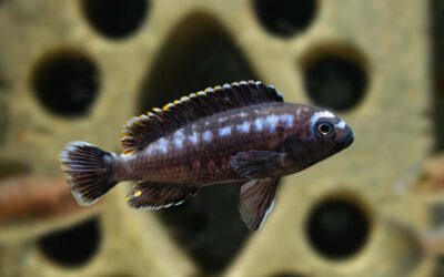 Kobalt Orangebarsch – Melanochromis johanni