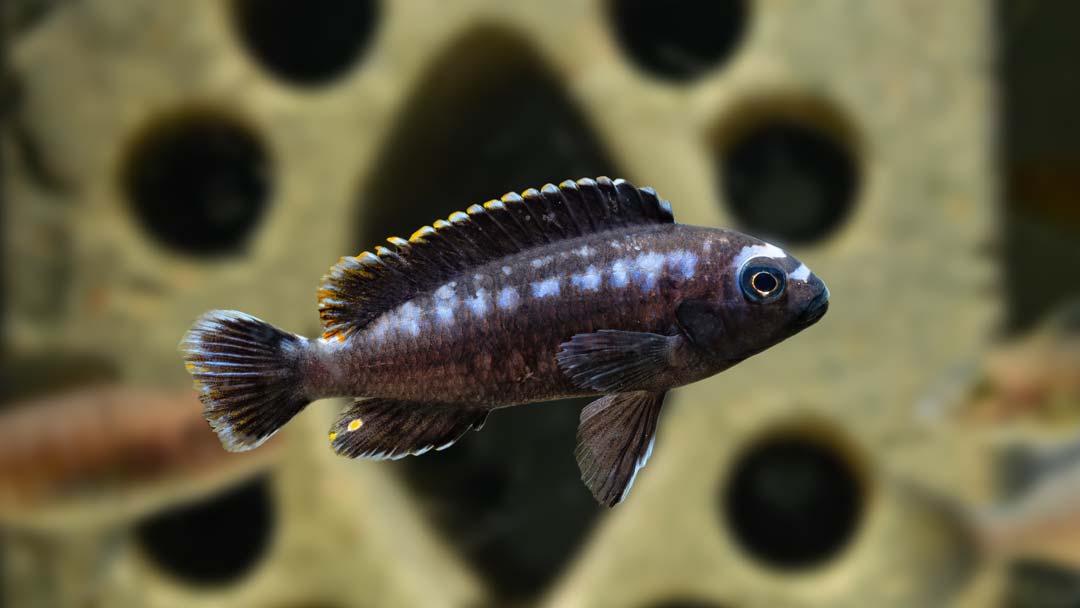 Kobalt Orangebarsch – Melanochromis johanni