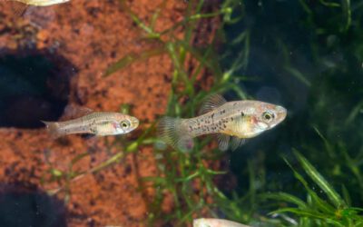 Catemaco Platy – Xiphophorus milleri