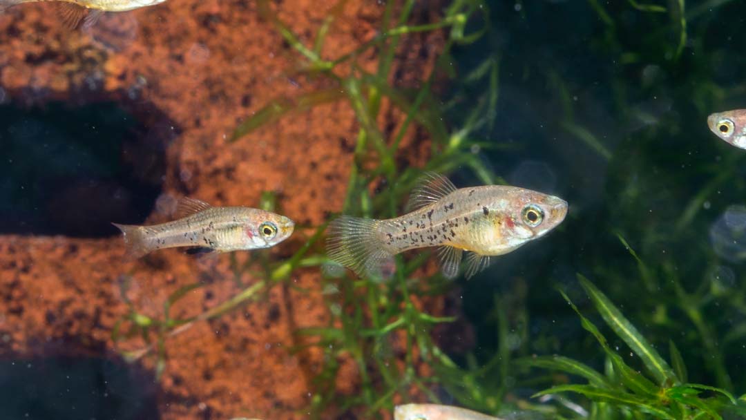 Catemaco Platy – Xiphophorus milleri