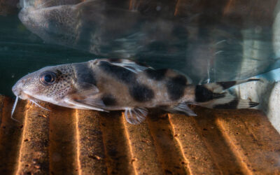 Decorus Fiederbartwels – Synodontis decorus