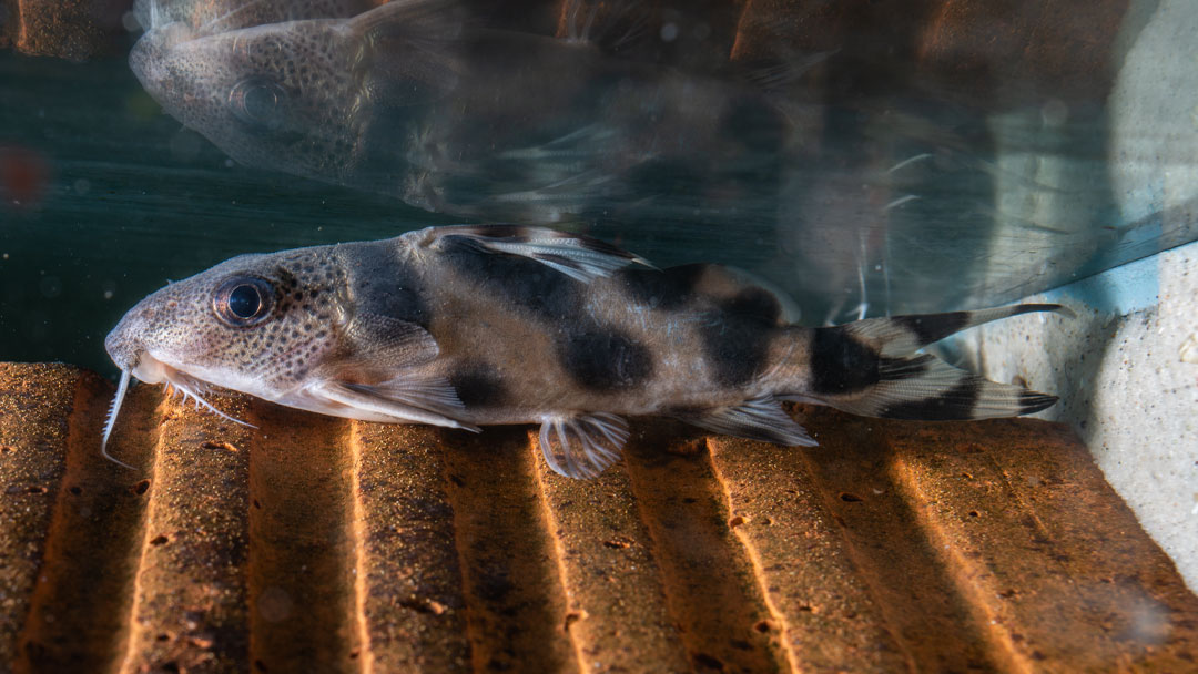 Decorus Fiederbartwels - Synodontis decorus