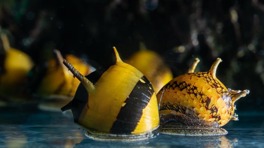 Geweihschnecke - Clithon diadema