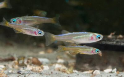 Neon Blauauge Red Neon – Pseudomugil luminatus paskai