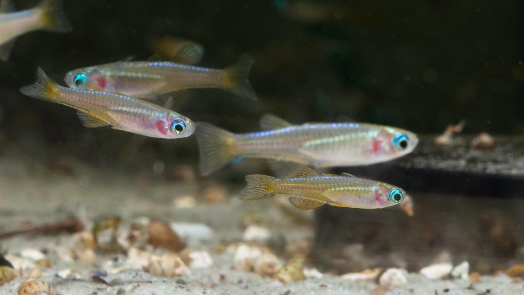 Neon Blauauge Red Neon – Pseudomugil luminatus paskai