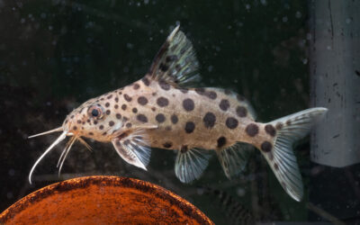 Vielpunkt Fiederbartwels – Synodontis multipunctatus