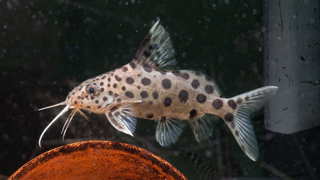 Vielpunkt Fiederbartwels - Synodontis multipunctatus