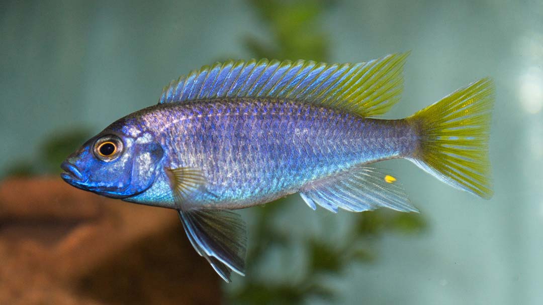 Gelbflossen Maulbrüter – Pseudotropheus acei