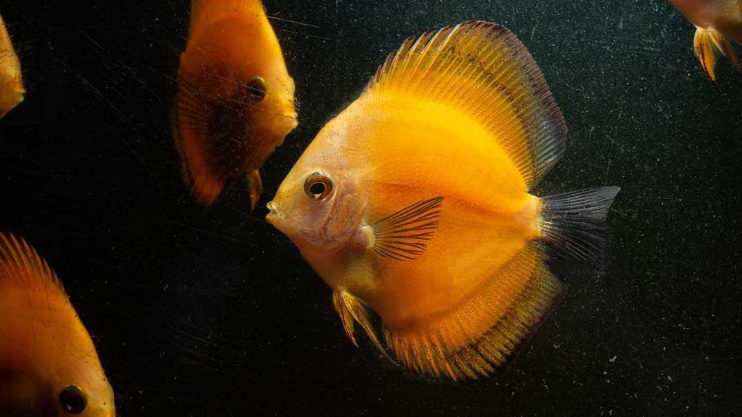 Diskus Yellow Marlbero - Symphysodon aequifasciatus spec