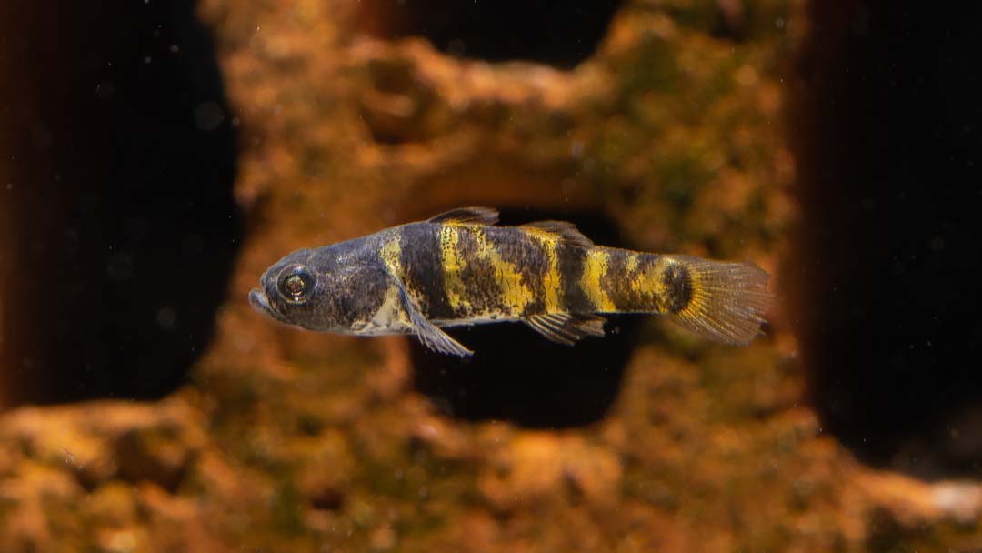 Ozelot Goldringelgrundel - Brachygobius xantomelas