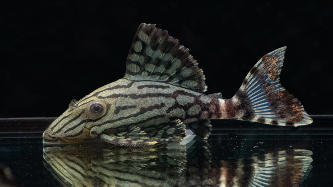 L191 Broken Line Royal Pleco - Panaque sp.