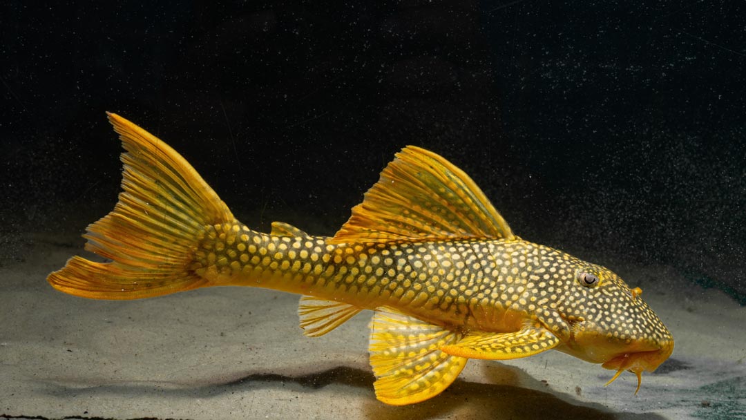 L14 Sonnenwels - Scobiancistrus aureatus