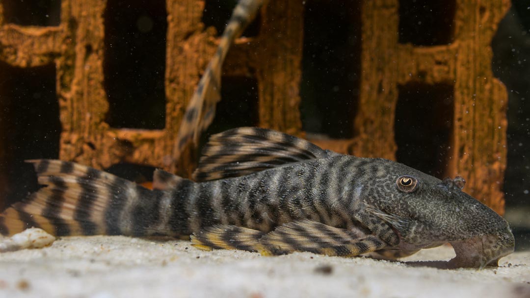 L226 Iquitos Tiger Pleco - Panaqolus changae