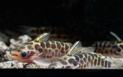 Netztrugdornwels – Centromochlus perugiae
