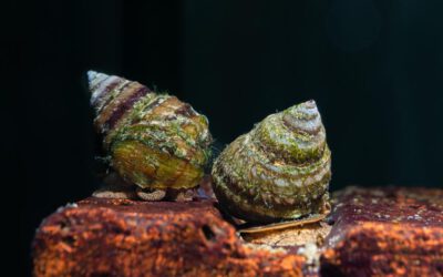 Piano Schnecke – Taia naticoides
