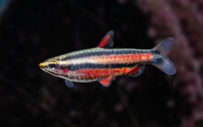 Purpur Zwergziersalmler – Nannostomus rubrocaudatus