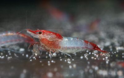 Rote Riligarnele – Neocaridina davidi