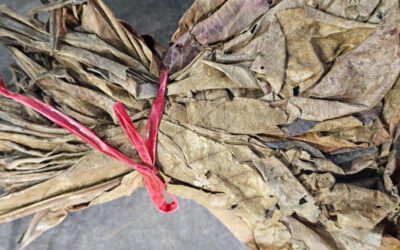 Seemandelbaumblätter – Terminalia catappa