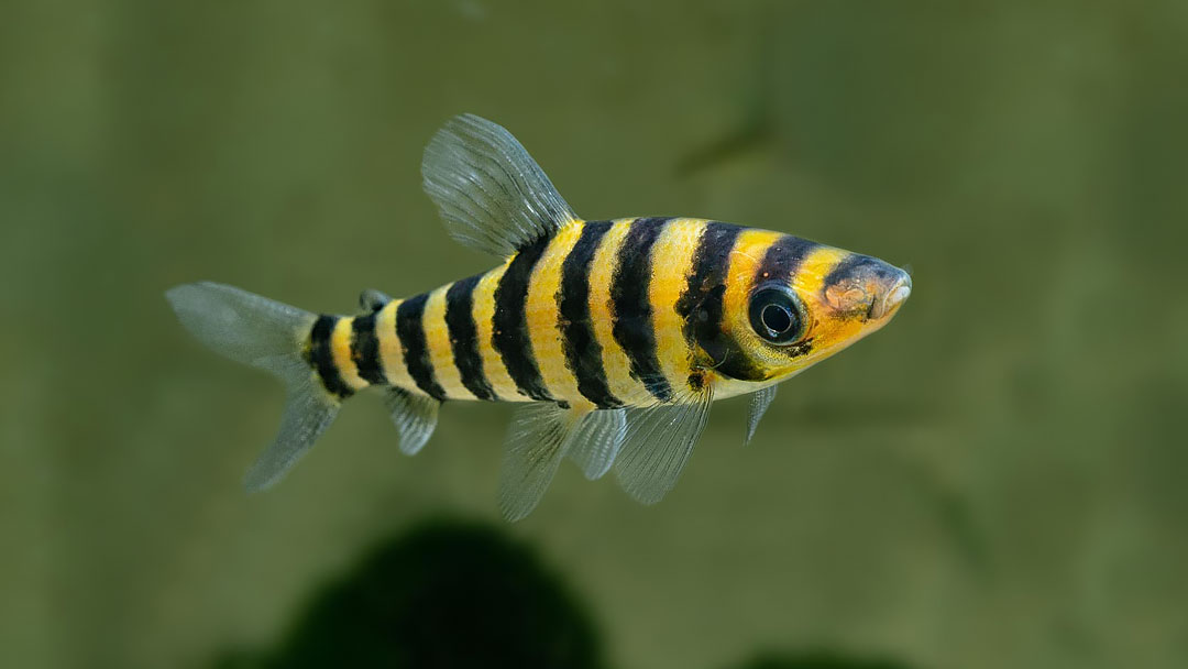 Gebänderter Leporinus - Leporinus fasciatus