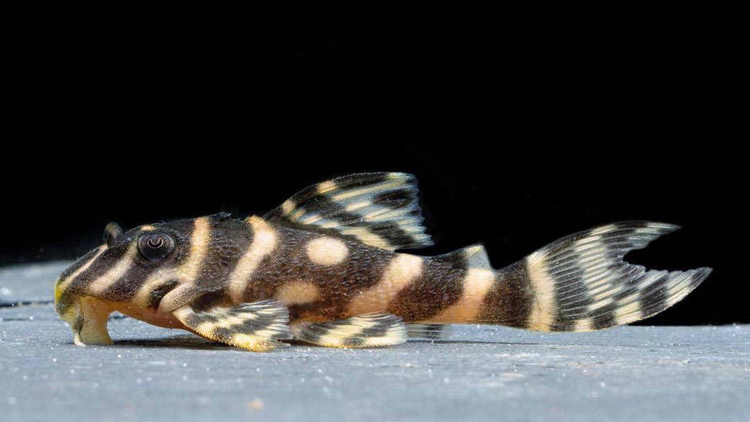 L401 Alenquer Zebraharnischwels - Hypancistrus sp.