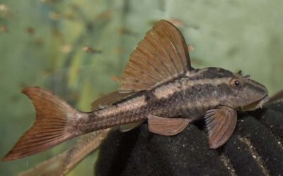 Red Bruno – Cochliodon basilisko