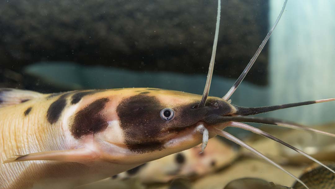 Froschwels - Clarias batrachus