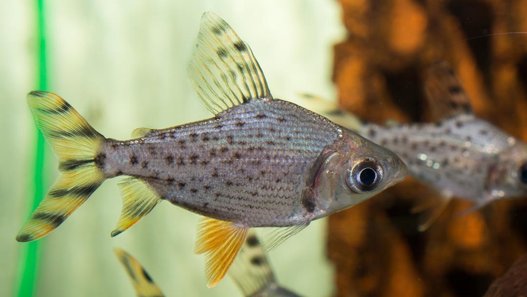 Nachtsalmler - Semaprochilodus taeniurus