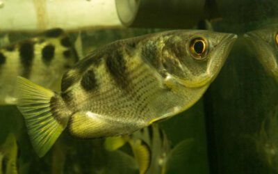 Schützenfisch – Toxotes jaculatrix