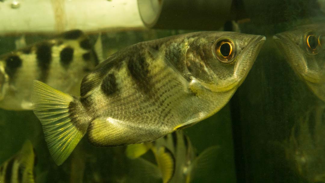 Schützenfisch - Toxotes jaculatrix