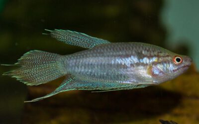 Knurrender Gurami – Trichopsis vittata
