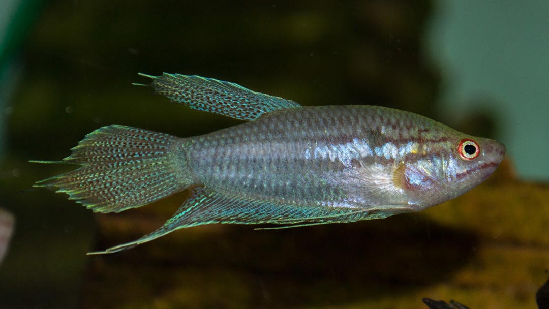 Knurrender Gurami - Trichopsis vittata Knurrender Gurami - Trichopsis vittata