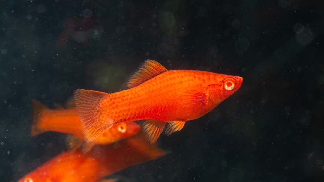 Wiener Schwertträger - Xiphophorus helleri Wiener Schwertträger - Xiphophorus helleri