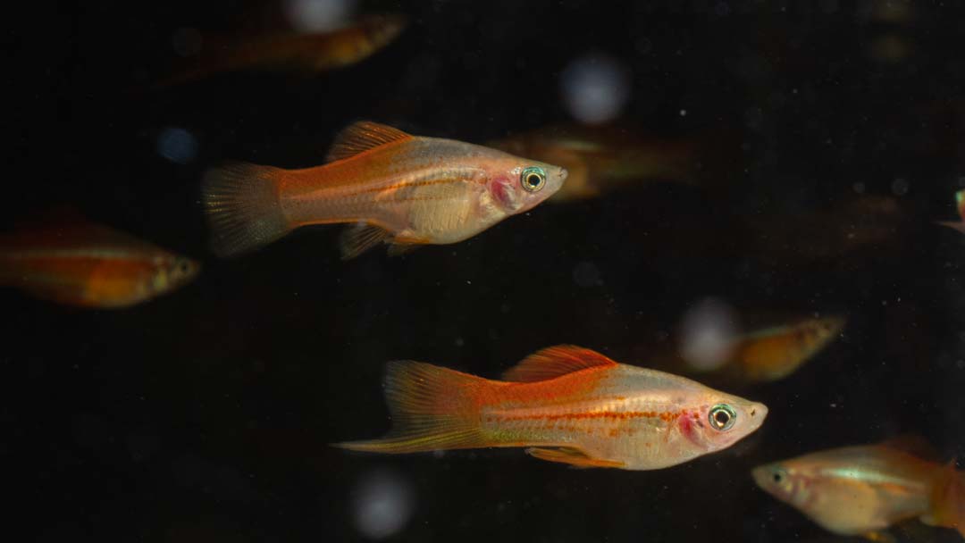 Papagei Schwertträger - Xiphophorus helleri Papagei Schwertträger - Xiphophorus helleri
