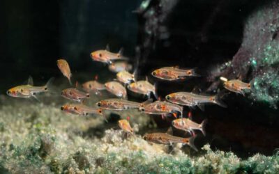 Diamant Zwergbärbling – Boraras naevus