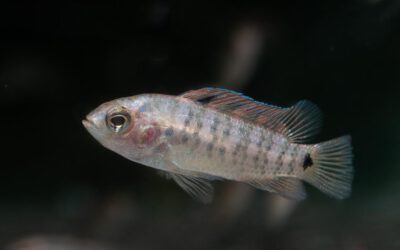 Blosyrus Blaubarsch – Badis blosyrus