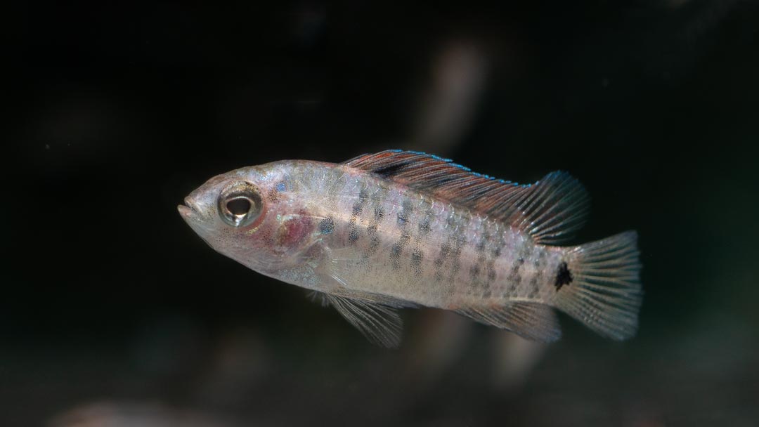 Blosyrus Blaubarsch - Badis blosyrus