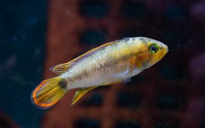 Panda Zwergbuntbarsch – Apistogramma nijsseni