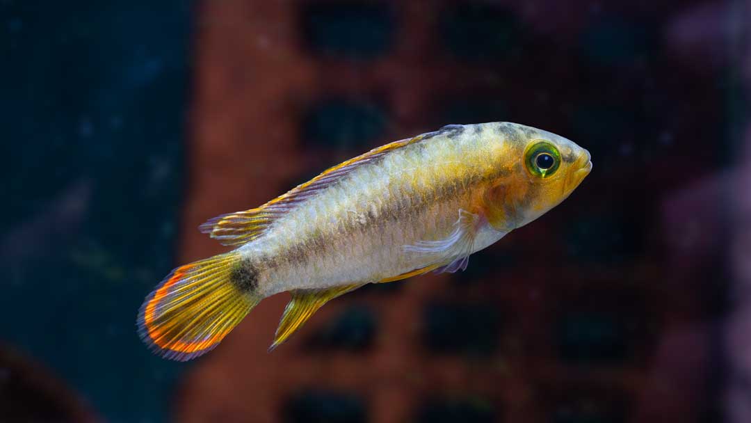 Panda Zwergbuntbarsch - Apistogramma nijsseni