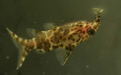 Rückenschwimmender Kongowels – Synodontis nigriventis