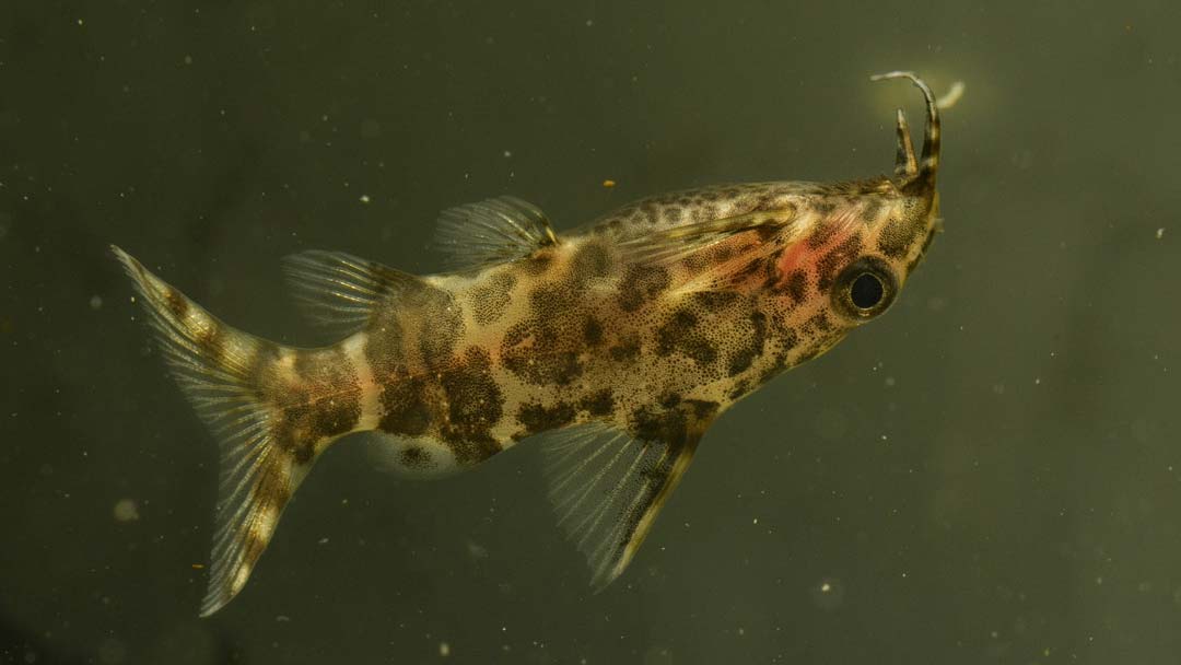 Rückenschwimmender Kongowels - Synodontis nigriventis