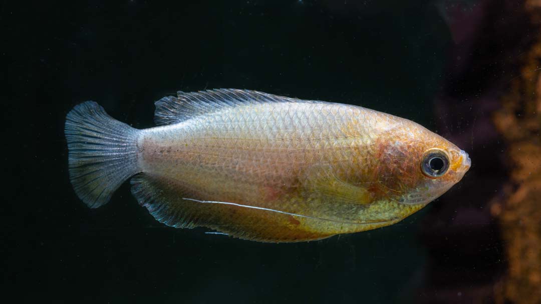 Orangener Wulstlippiger Fadenfisch - Colisa labiosa var. Orangener Wulstlippiger Fadenfisch - Colisa labiosa var.