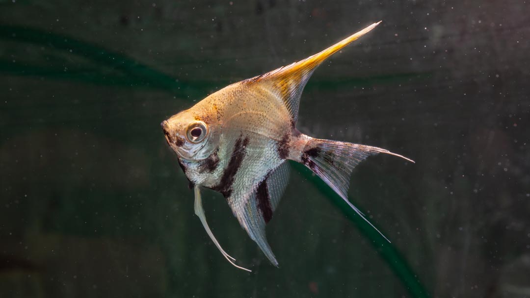 Skalar Koi - Pterophyllum scalare